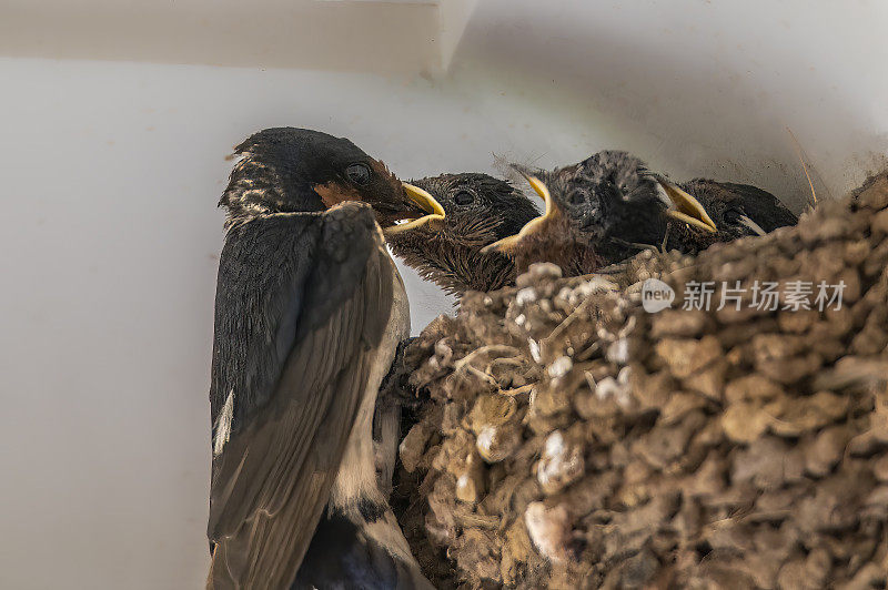 迎新燕子(Hirundo neoxena)